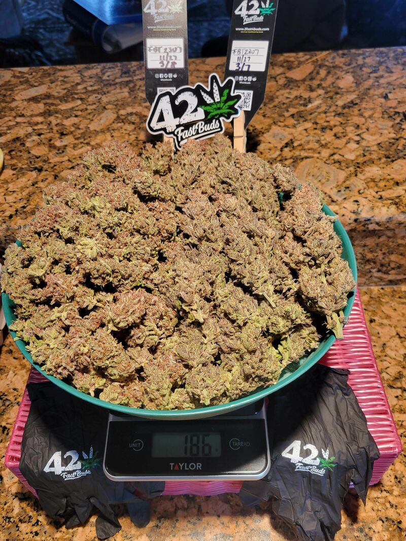 Guava Auto, Фасовка: 5, изображение 12